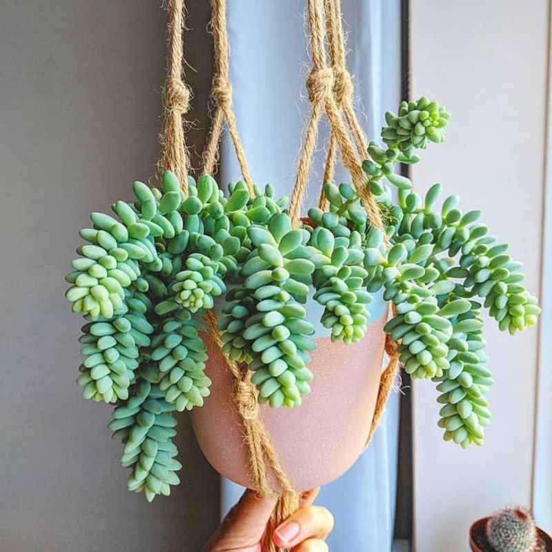 Burro's Tail