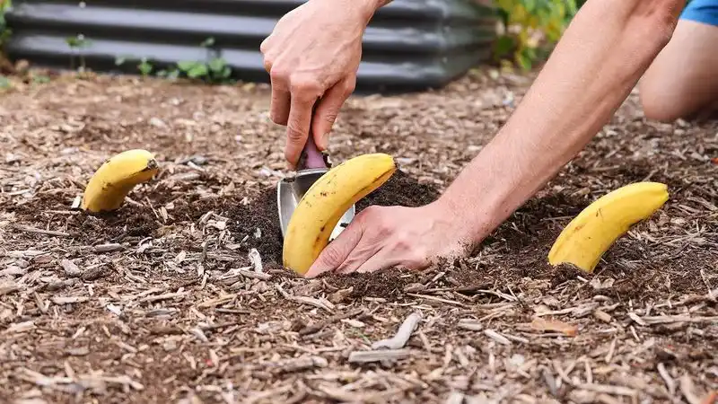 Bury Banana Peels