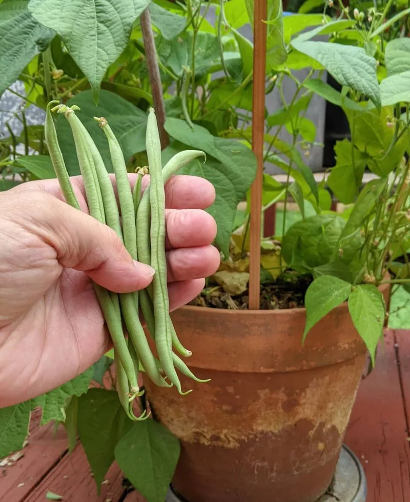 Bush Beans