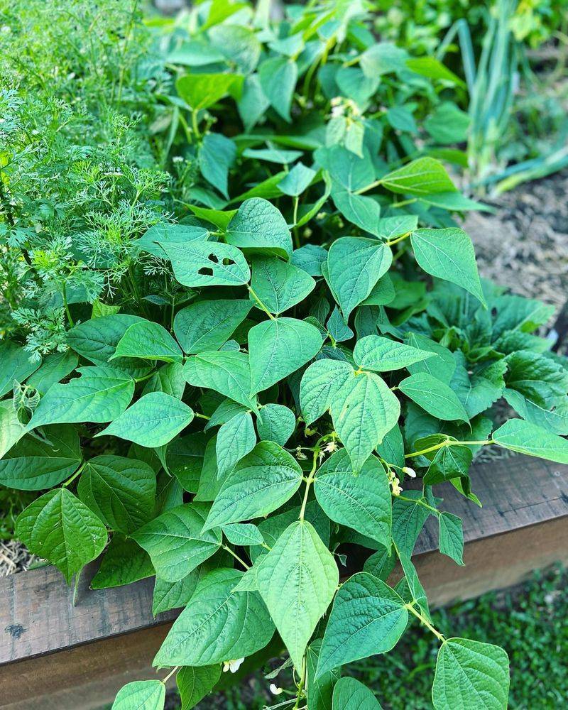 Bush Beans