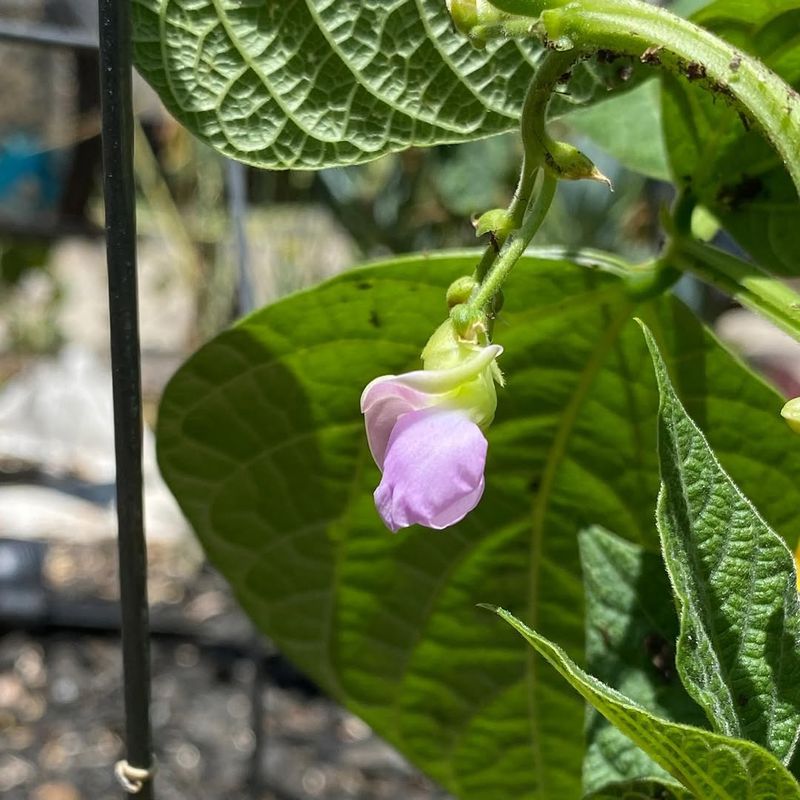 Bush Beans