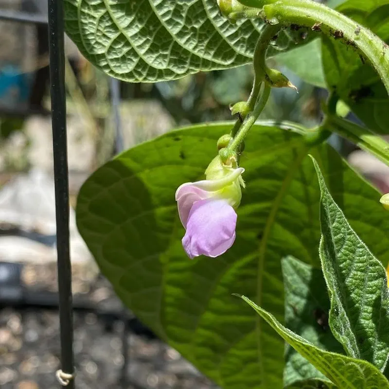 Bush Beans