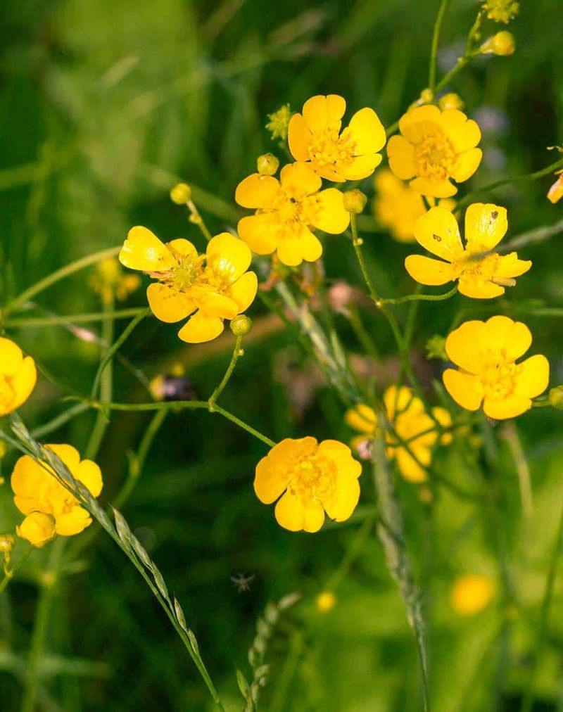 Buttercup