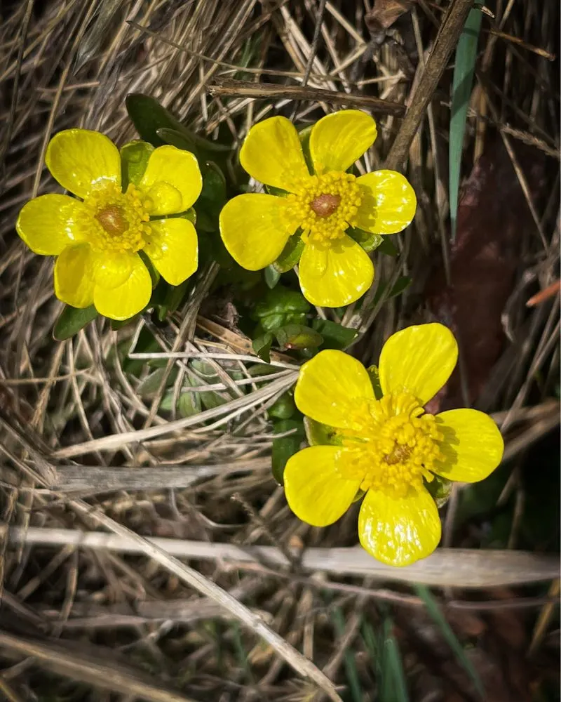 Buttercup
