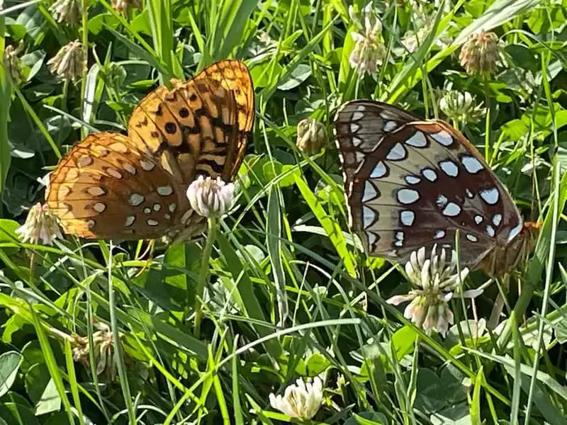Butterfly Ballet