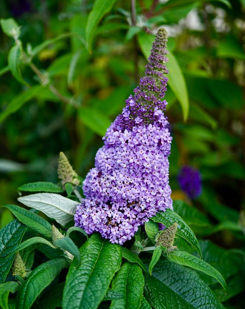 Butterfly Bush