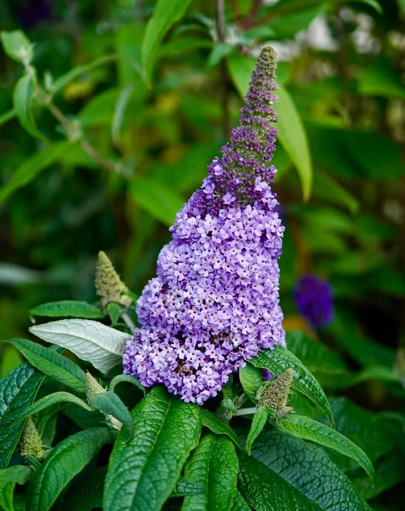 Butterfly Bush