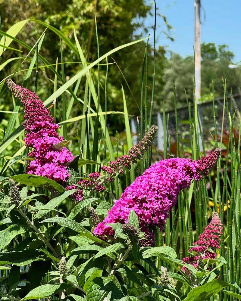 Butterfly Bush (Buddleja davidii)