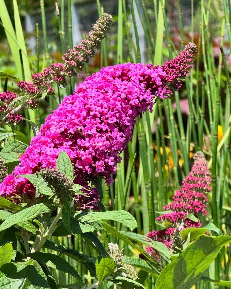 Butterfly Bush (Buddleja)