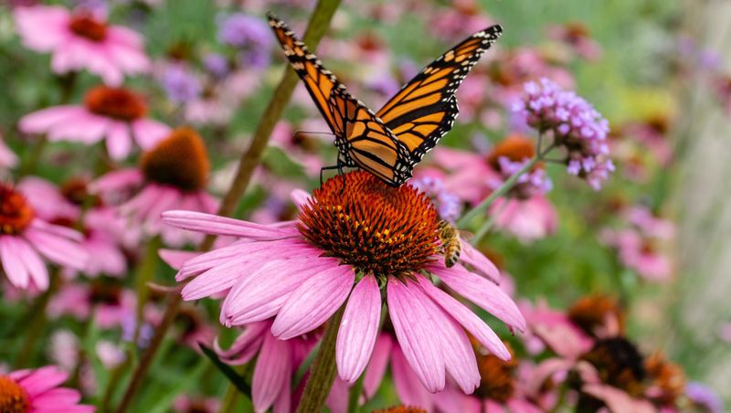 Butterfly Bush and Coneflowers