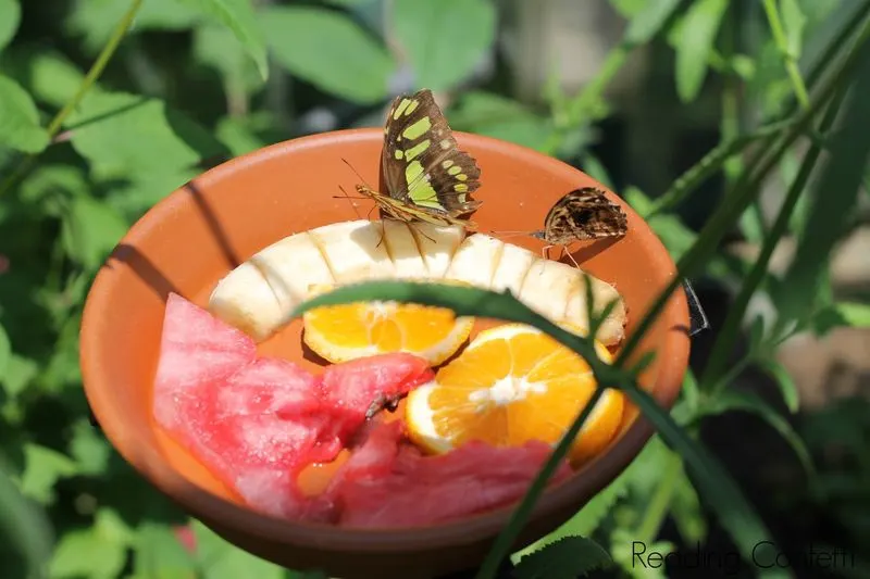 Butterfly Feeder Creation