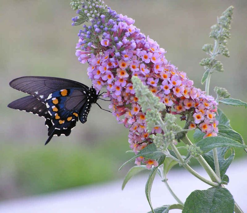 Butterfly-Friendly Plants Survey