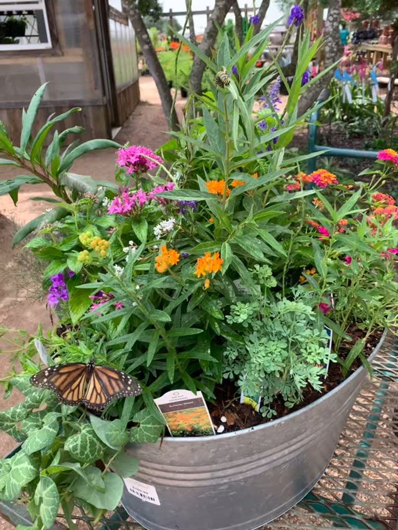 Butterfly Garden Haven