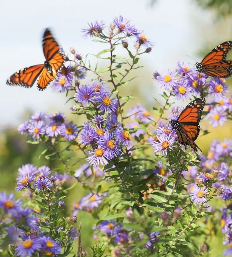 Butterfly Garden