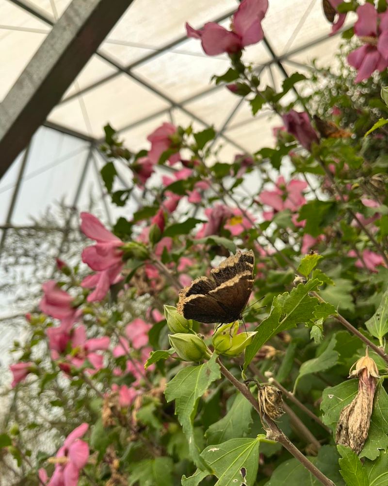 Butterfly Haven