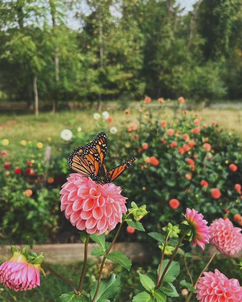 Butterfly Watching