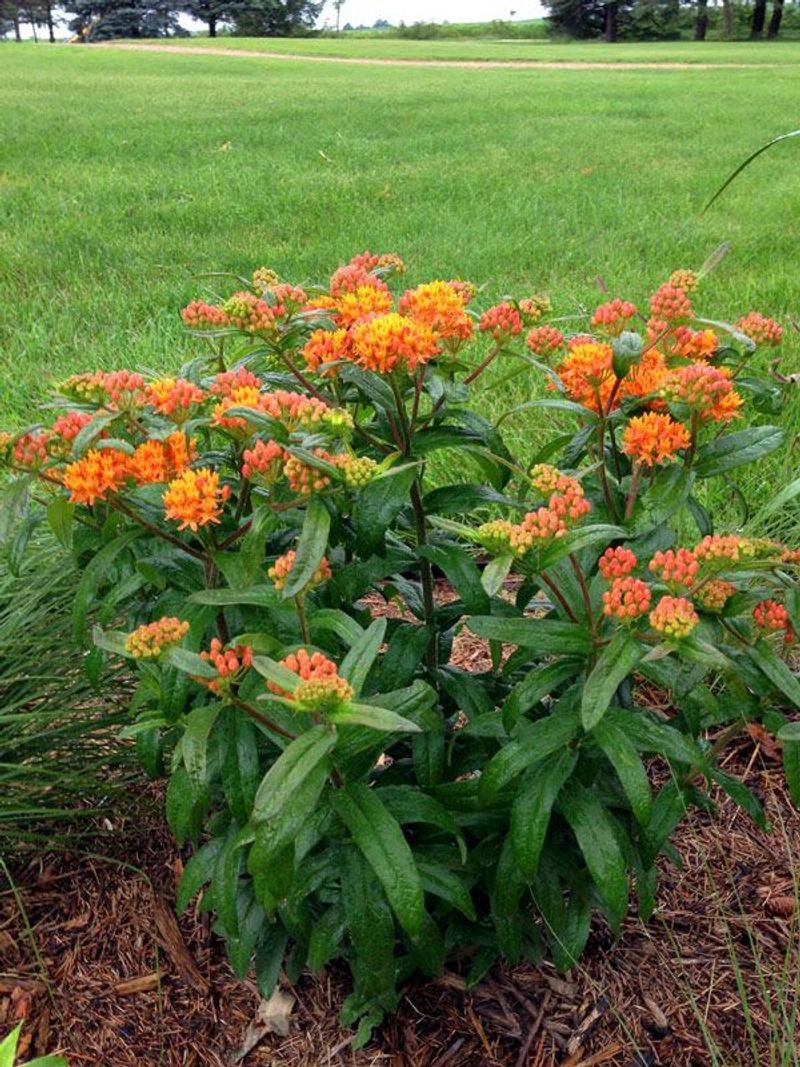 Butterfly Weed