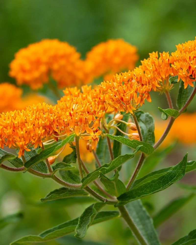 Butterfly Weed