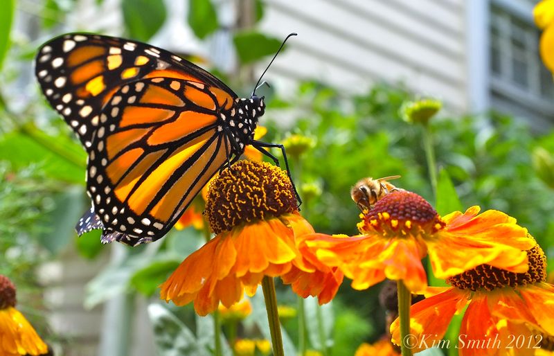 Butterfly and Bee Paradise