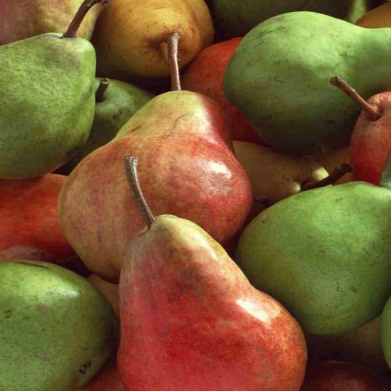 Pears