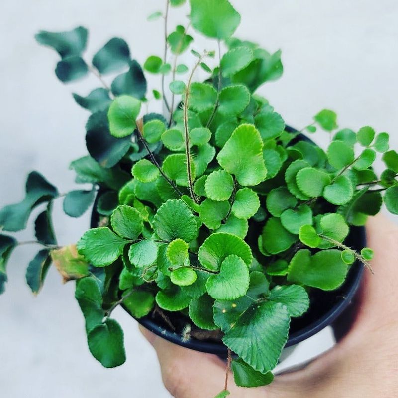 Button Fern