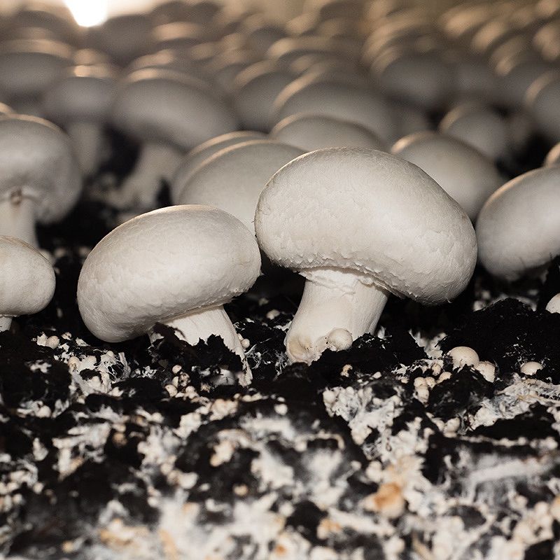 Button Mushrooms