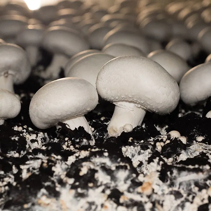 Button Mushrooms