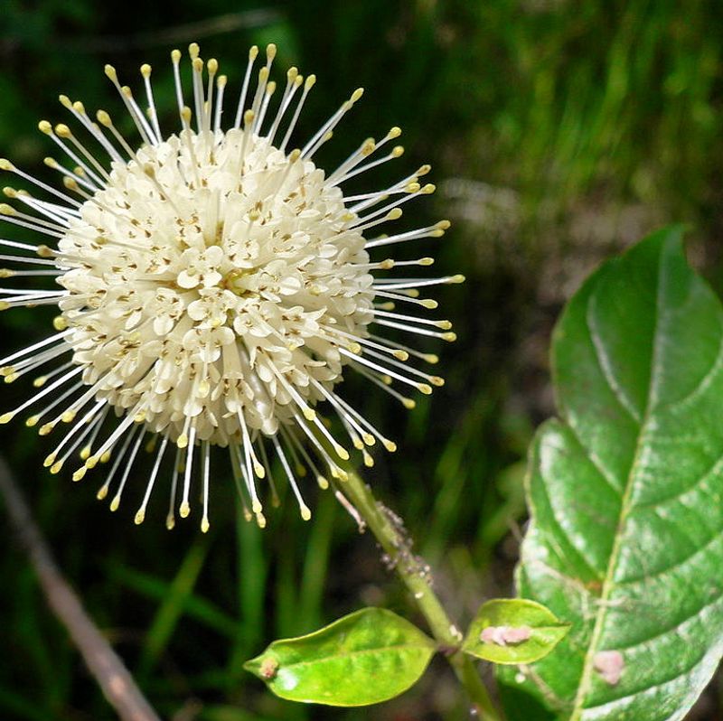 Buttonbush