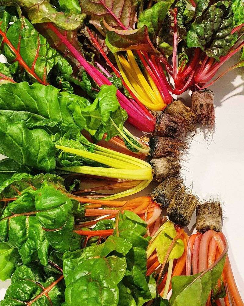 Rainbow Chard