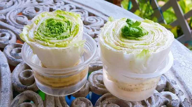 Cabbage