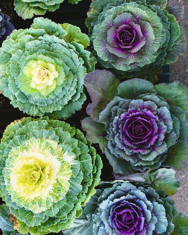 Cabbage