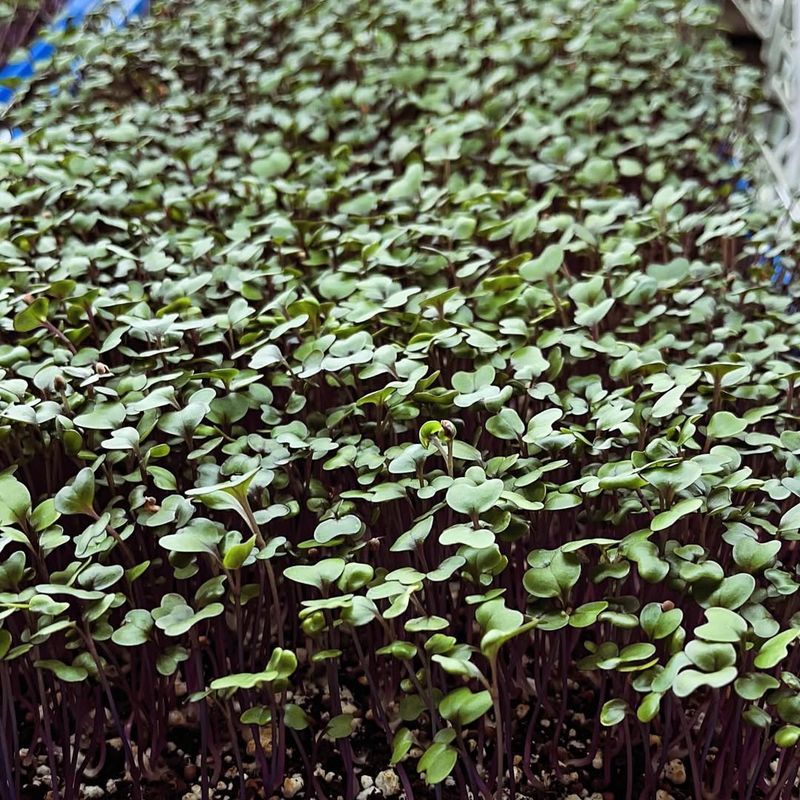 Cabbage Microgreens