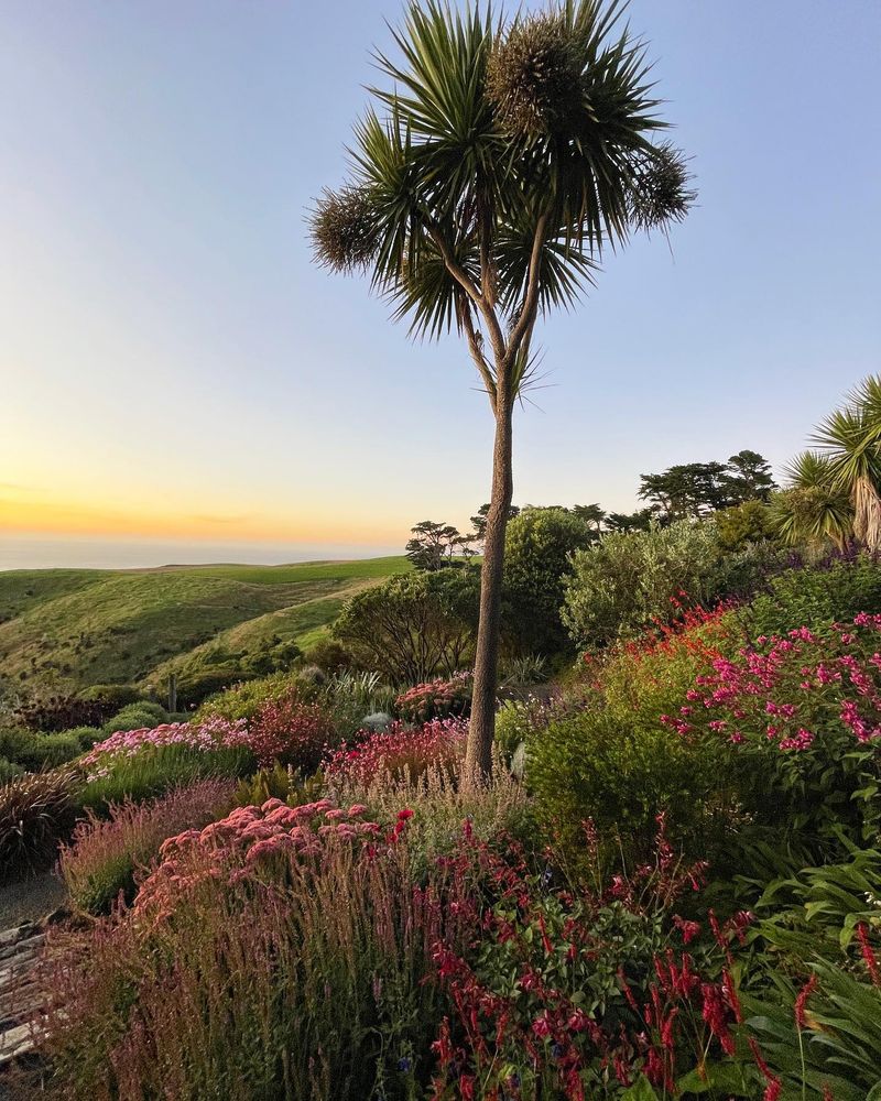 Cabbage Palm