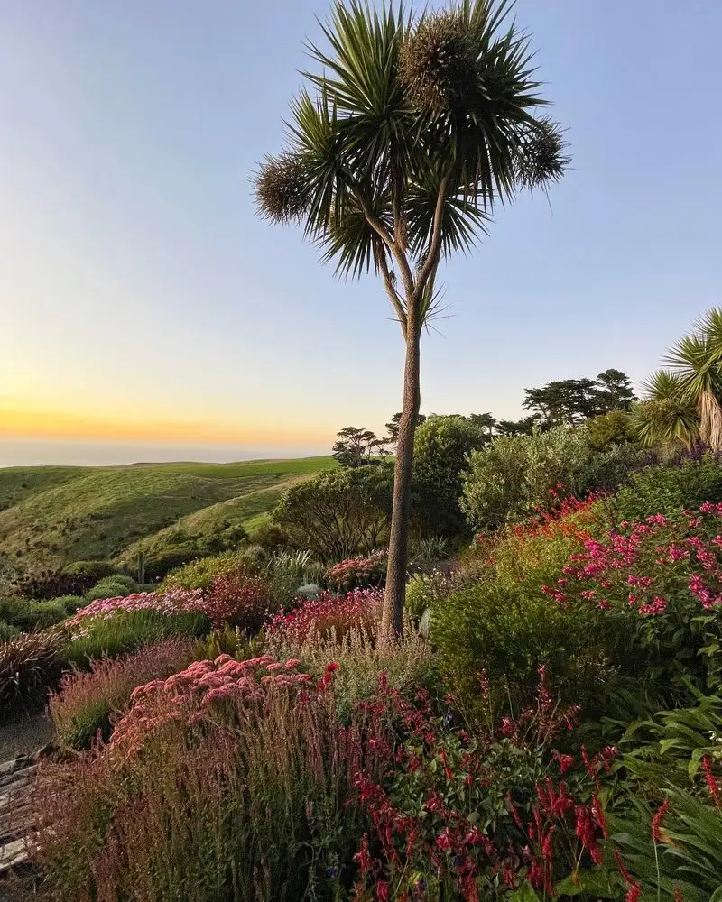 Cabbage Palm