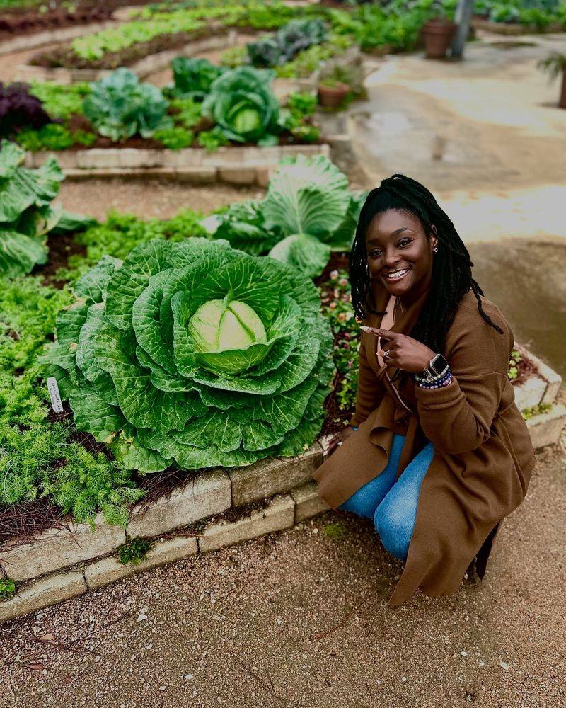 Cabbage
