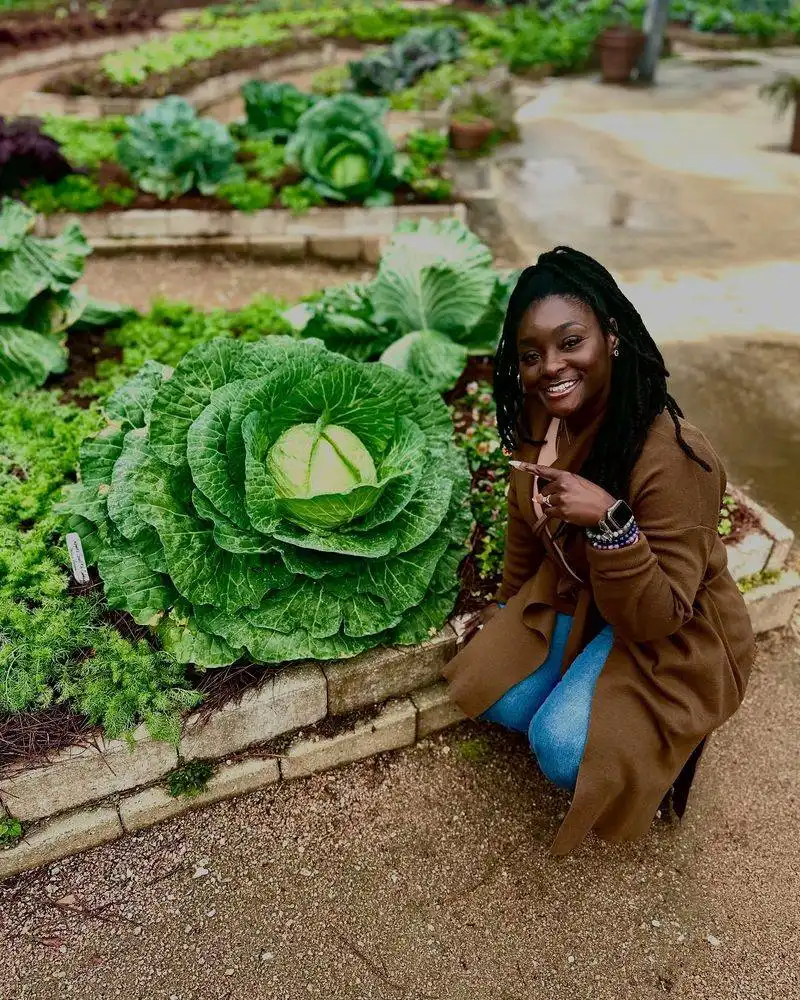 Cabbage