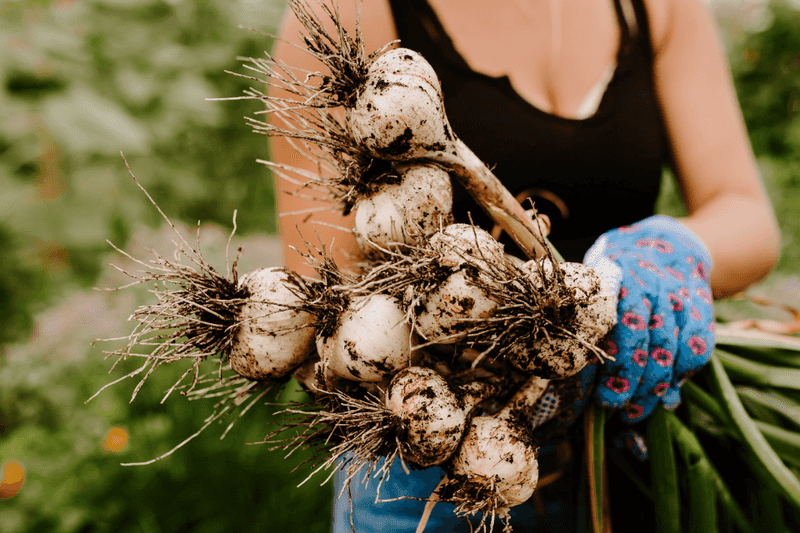 Garlic