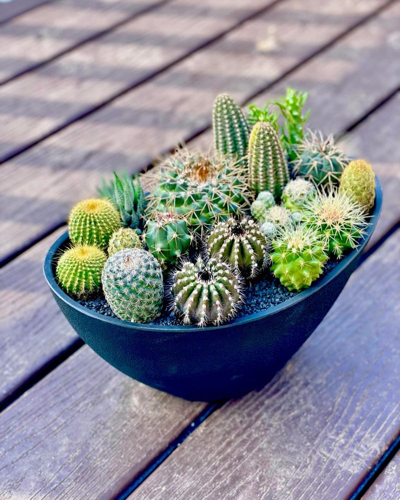 Cacti