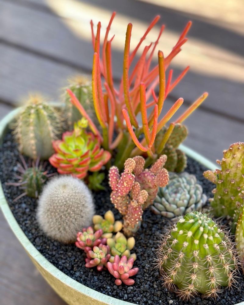 Cacti