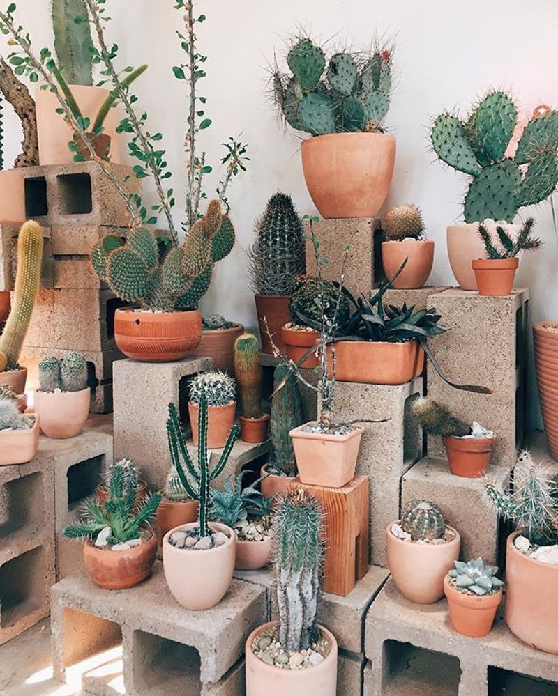 Cacti