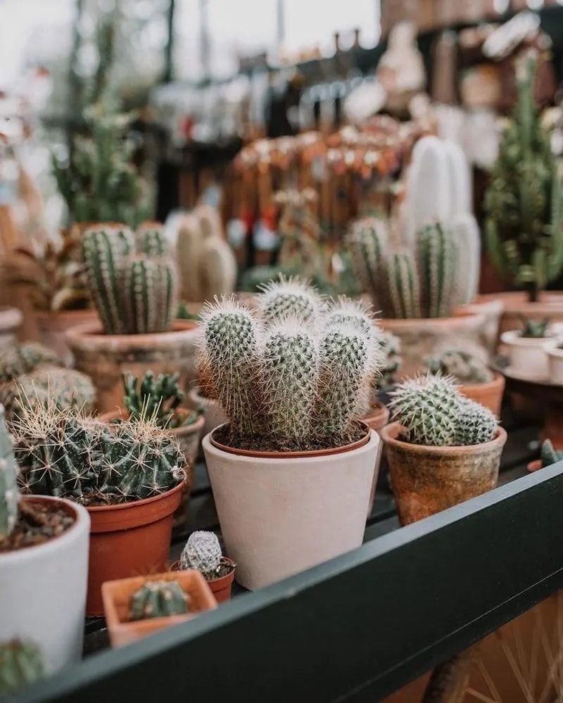 Cacti