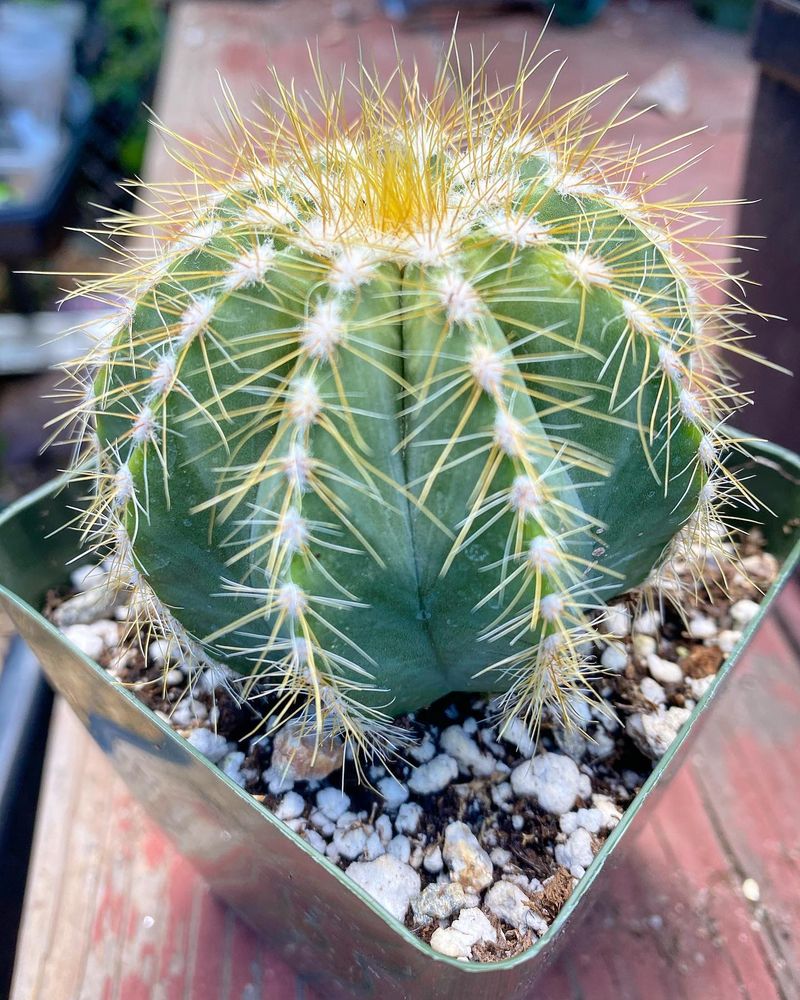 Cacti