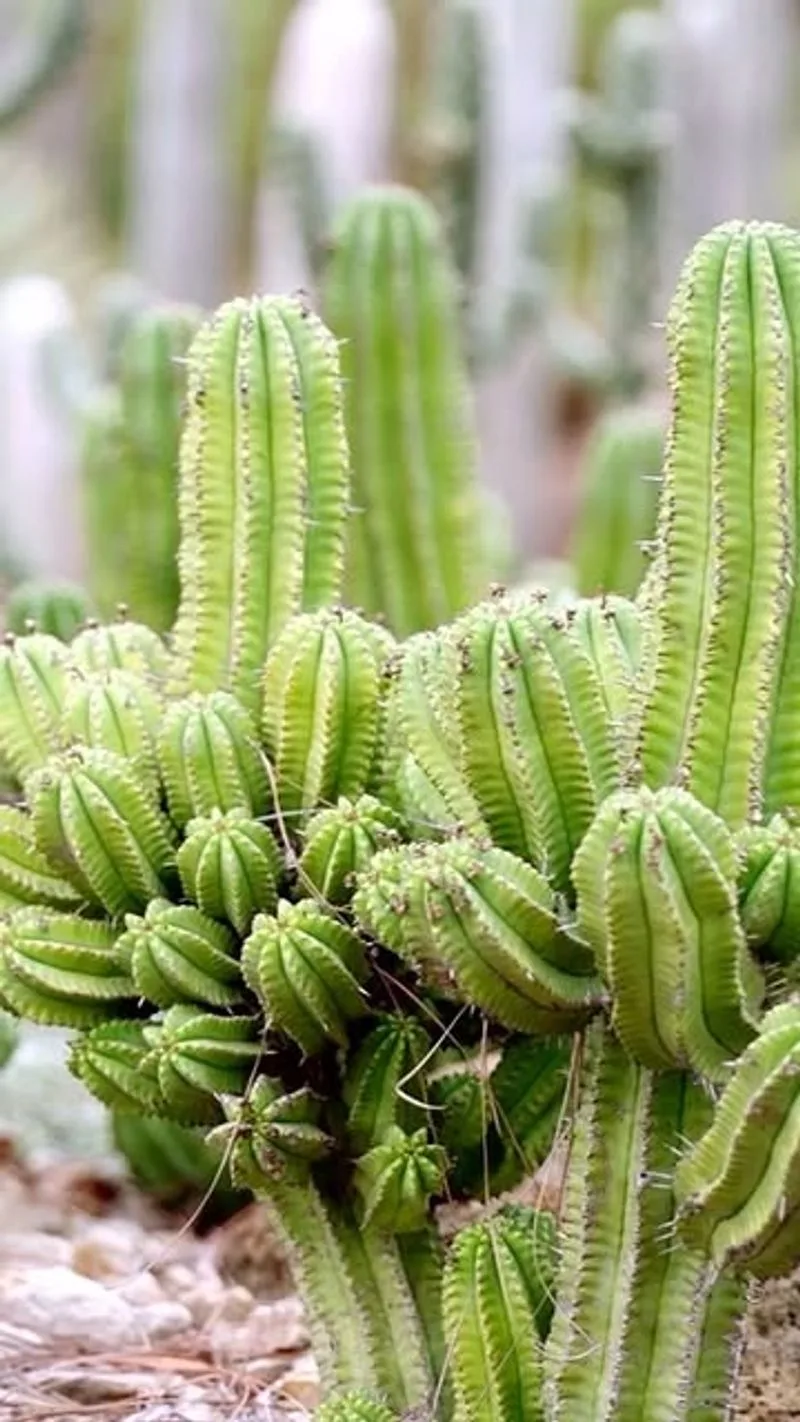 Cacti