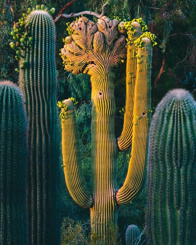 Cacti