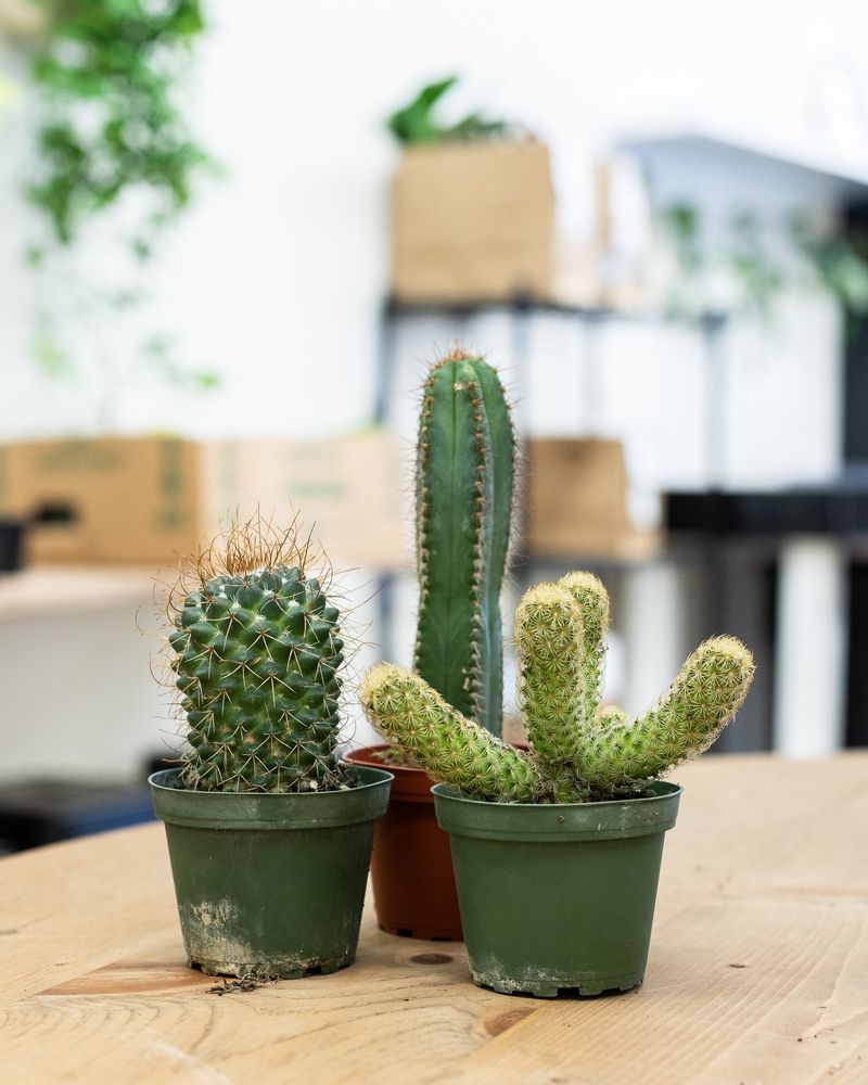Cacti
