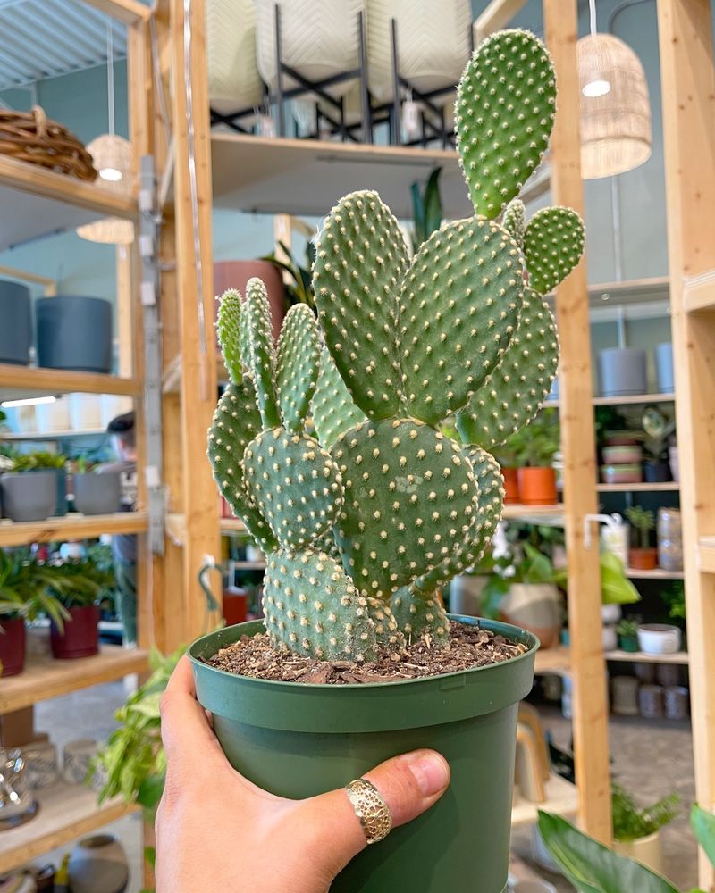 Cacti