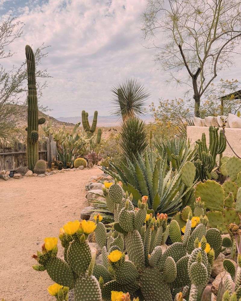 Cacti (Don't thrive in rain)