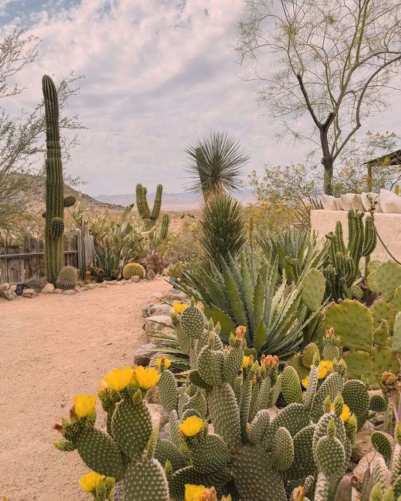 Cacti (Don't thrive in rain)