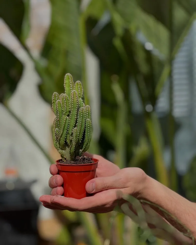 Cacti