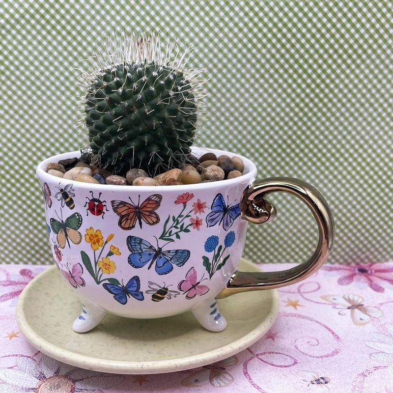 Cactus